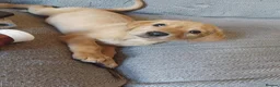 Labrador Retriever dogs for sale: 4 gorgeous Labrador boys - Advert 1