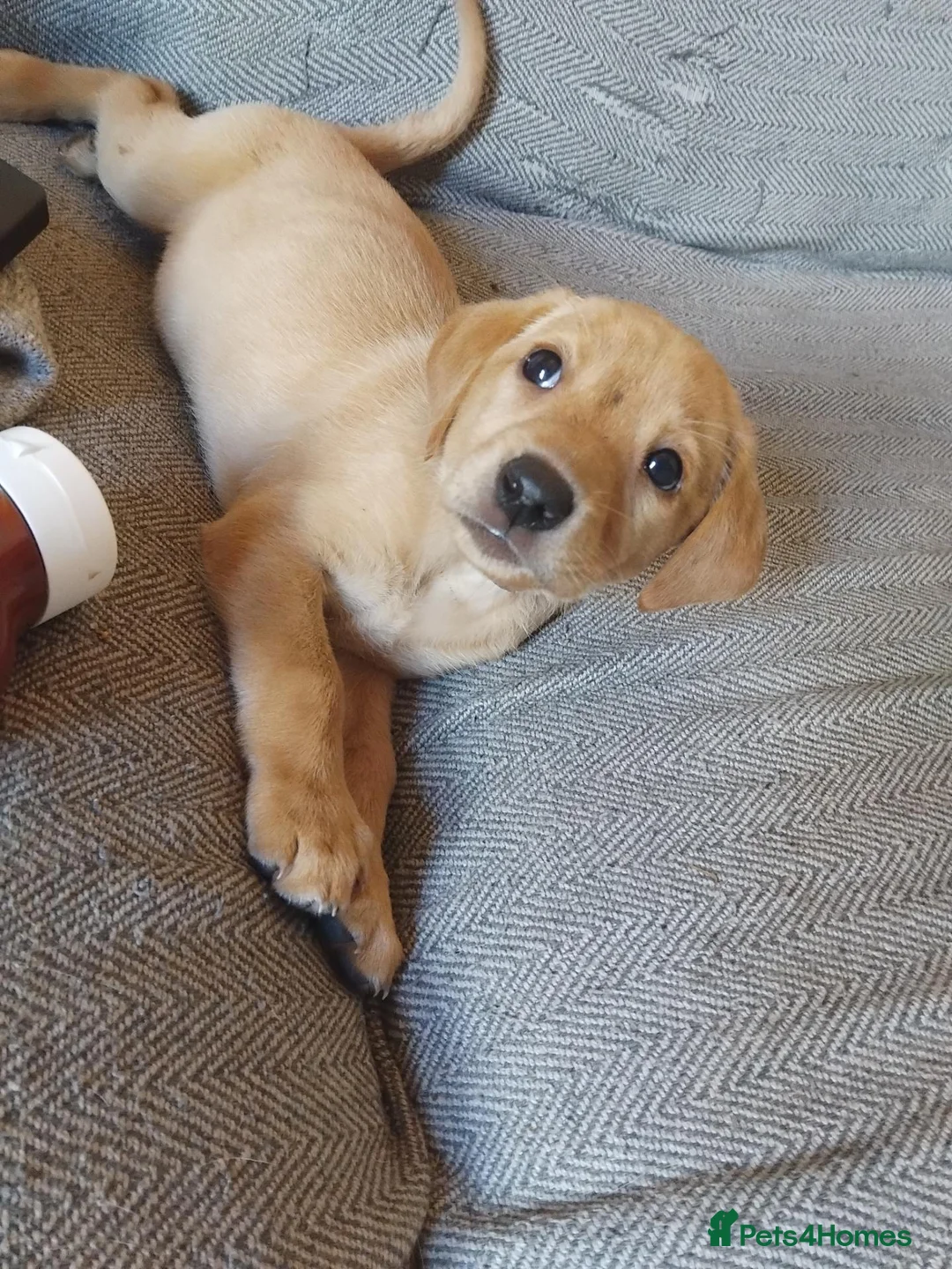 Labrador Retriever dogs for sale: 4 gorgeous Labrador boys - Advert 1