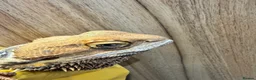 Bearded Dragon reptiles for sale: https://gofund.me/a7b816115 - Advert 10