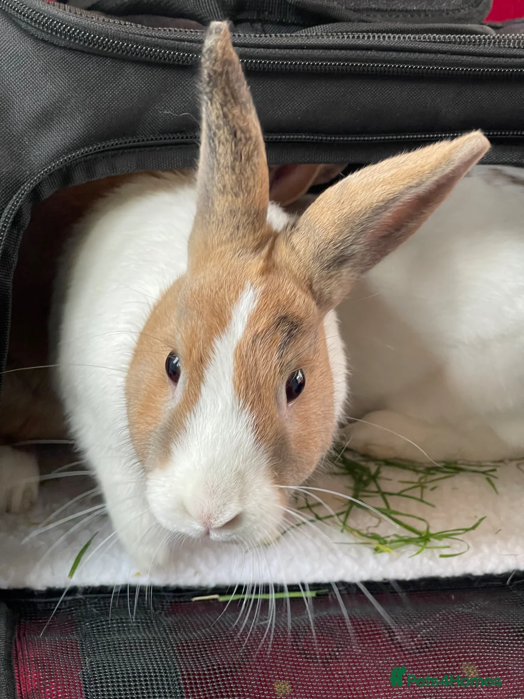 Mixed Breed rabbits for sale: Urgent Loving Home Needed for Bonded Rabbits in Hove - Advert 2