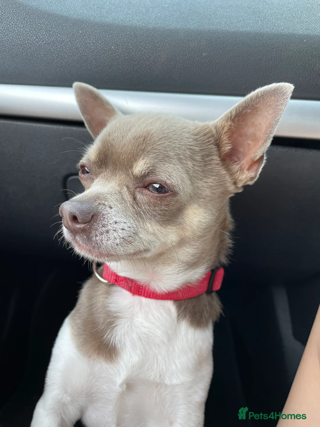 Chihuahua dogs for stud: Blue Pedigree Chihuahua for STUD - Advert 3