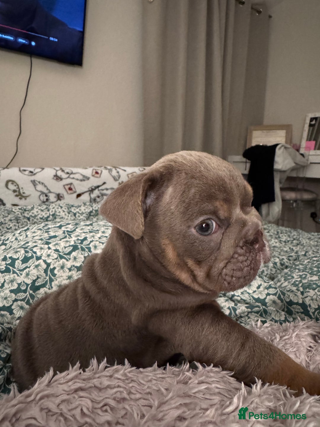 English Bulldog dogs for sale: English Bulldogs ready to leave 10/12/25  - Advert 34