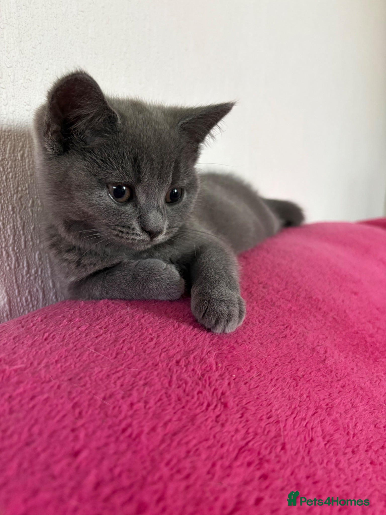 British Shorthair cats British shorthair kittens  - Advert 11