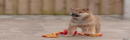 Japanese Shiba Inu dogs for sale: Rare Red Sesame Shiba Inu – Elite Bloodlines - Advert 12