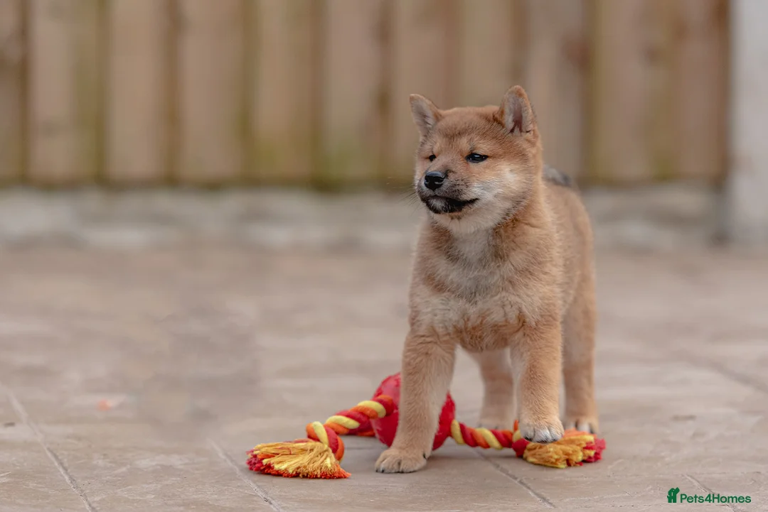 Japanese Shiba Inu dogs for sale: Rare Red Sesame Shiba Inu – Elite Bloodlines - Advert 12