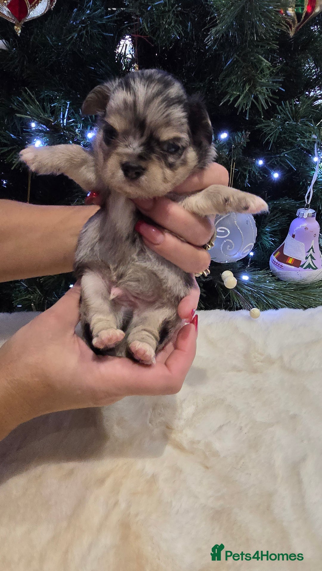 Chihuahua dogs for sale: Chihuahua puppies Russian ancestry with perfect bo - Advert 27