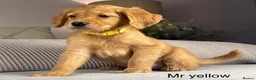 Goldendoodle dogs for sale: BEAUTIFUL HEALTHY LOVING PUPPIES  - Advert 14