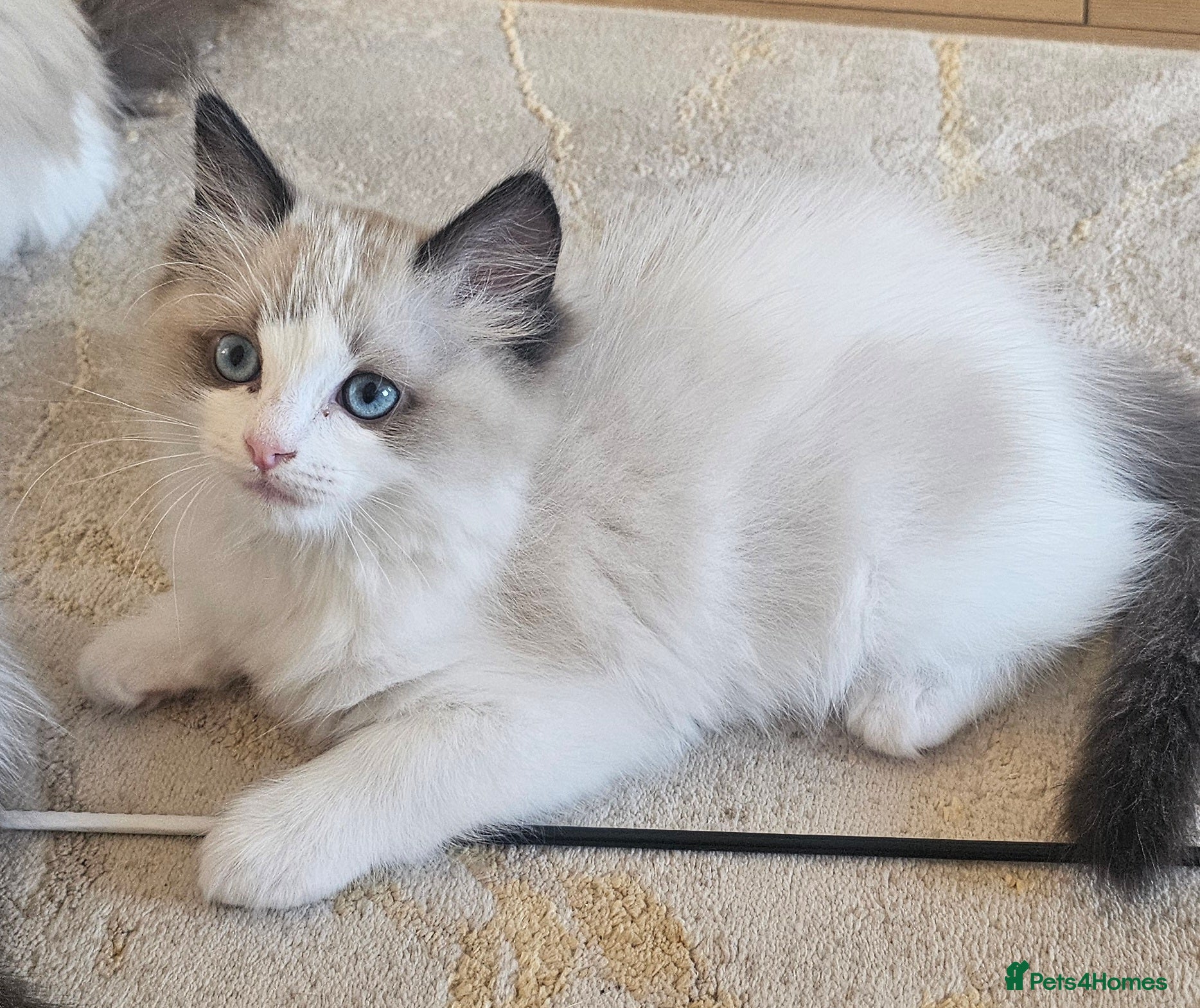 Ragdoll cats Ragdoll Tica Pedigree kittens - Advert 3