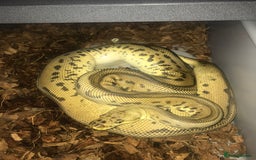 Python Snake reptiles for sale: Ball pythons both sexes  in Peterlee - Image 8