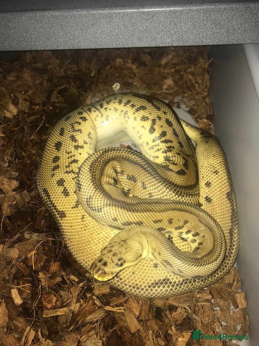 Python Snake reptiles for sale: Ball pythons both sexes  in Peterlee - Image 8