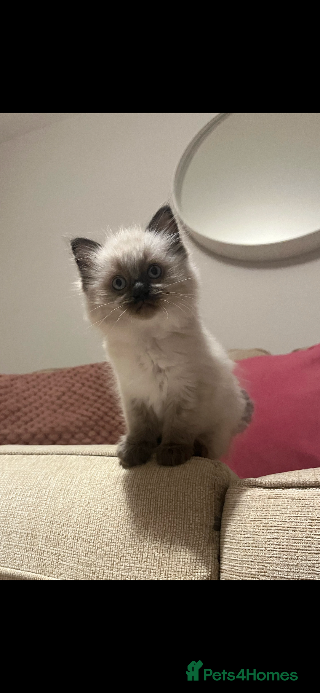 Ragdoll cats for sale: Adorable Ragdoll Kittens - Image 1
