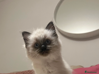 Ragdoll cats - Advert 2