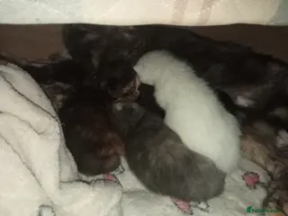 Mixed Breed cats Fully kitten - Advert 1