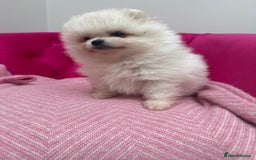 Pomeranian dogs for sale: READY 2nd August KC White Teddy Bear Poms - Image 32