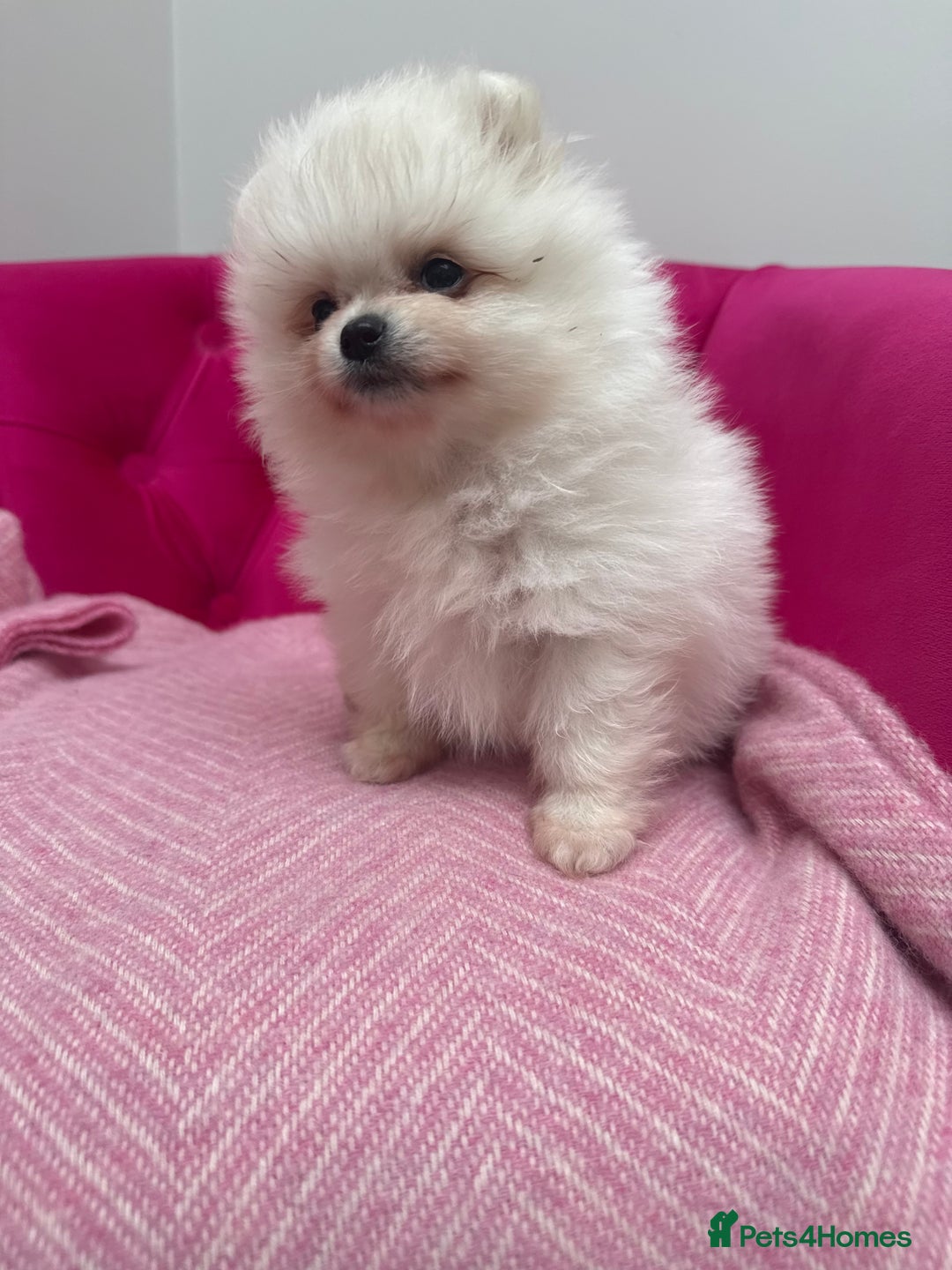 Pomeranian dogs for sale: READY 2nd August KC White Teddy Bear Poms - Image 32