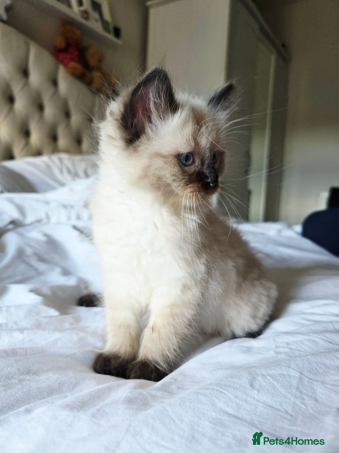Ragdoll cats for sale: Gorgeous Fluffy Ragdoll Kittens in Birmingham - Advert 2