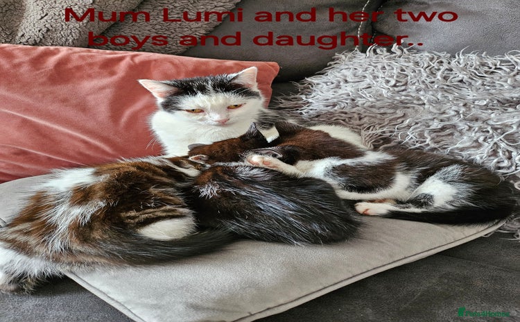 Mixed Breed cats - Advert 1