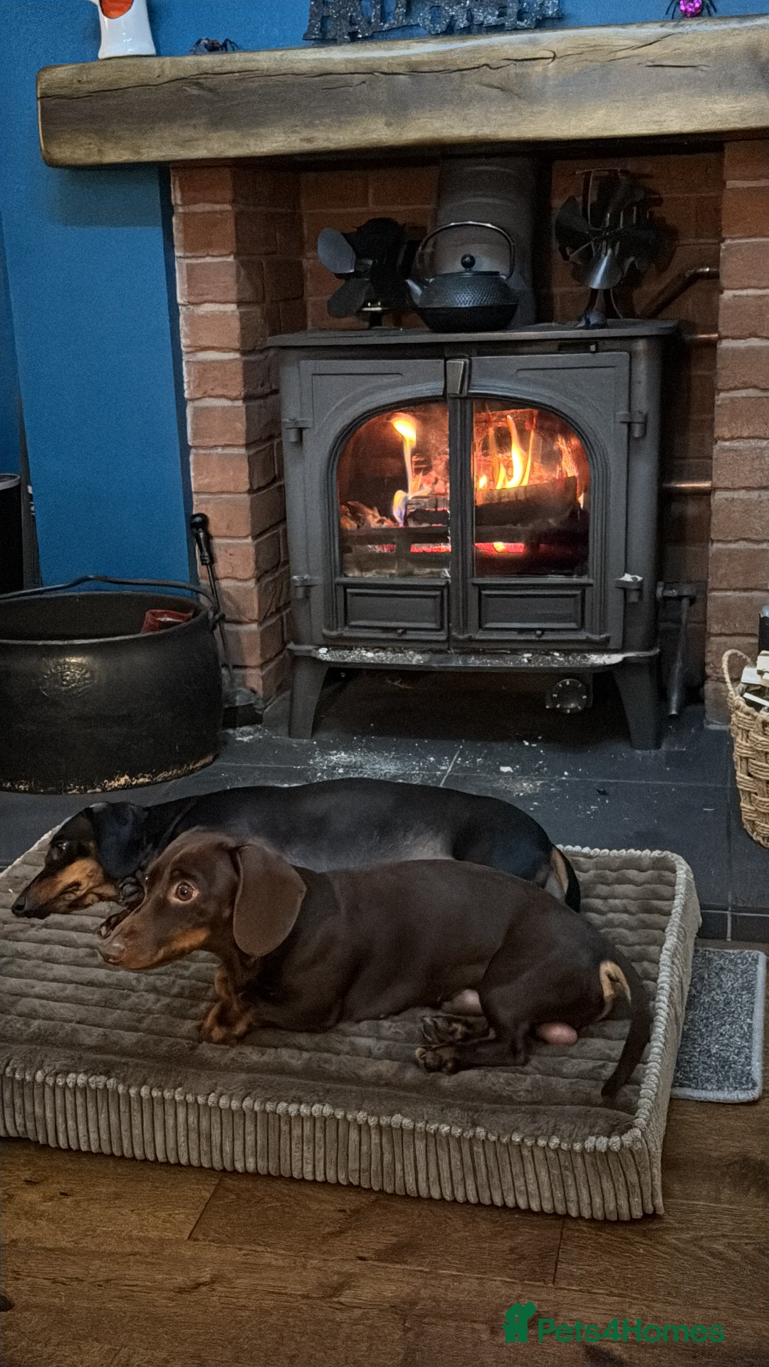 Miniature Dachshund dogs for sale: miniature Dachshund  - Advert 15