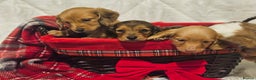 Miniature Dachshund dogs for sale: Longhaired Miniature Dachshund  - Advert 3