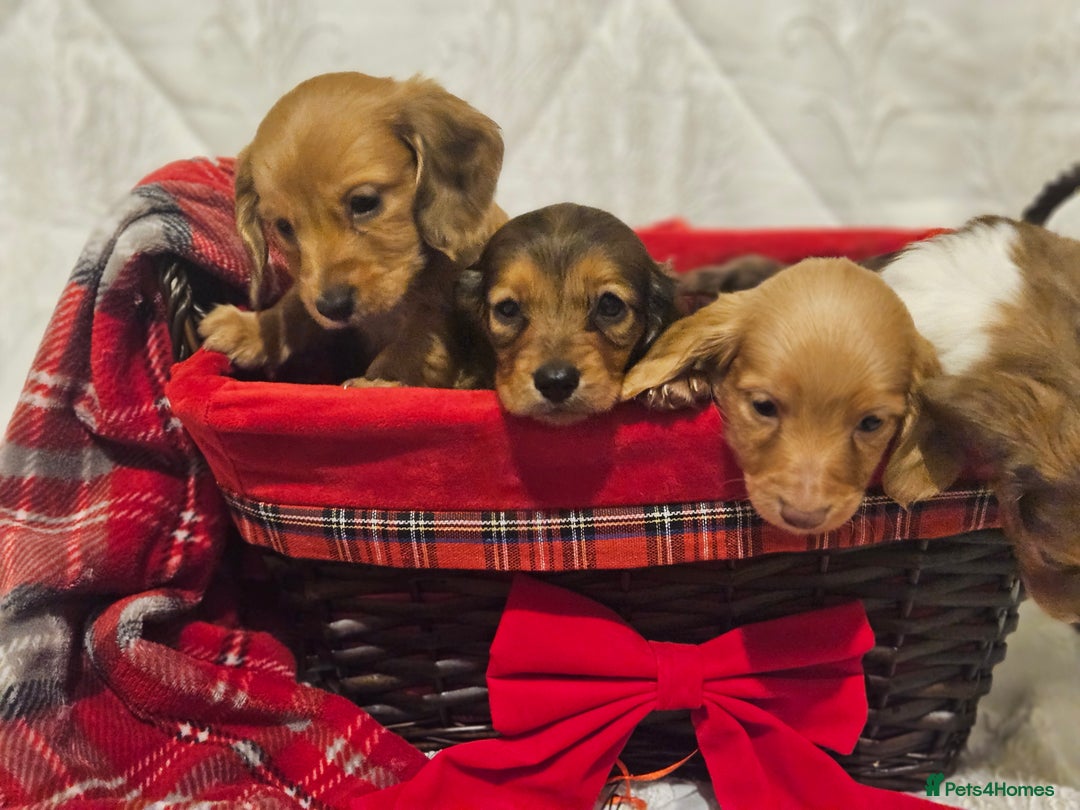 Miniature Dachshund dogs for sale: Longhaired Miniature Dachshund  - Advert 3