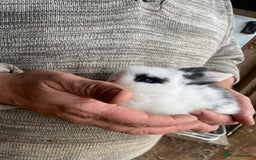 Mini Lop rabbits for sale: 4 beautiful rabbits  - Image 8