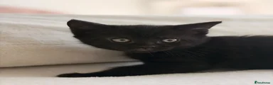 British Shorthair 4