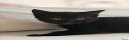 British Shorthair cats for sale: Gorgeous BSH Kittens for new home - Advert 13