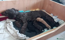 Cockapoo dogs for sale: Cockerpoo puppies  - Image 15