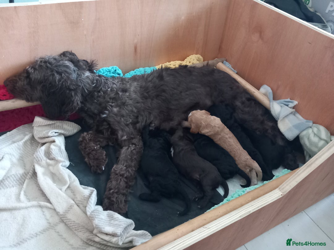 Cockapoo dogs for sale: Cockerpoo puppies  - Image 15