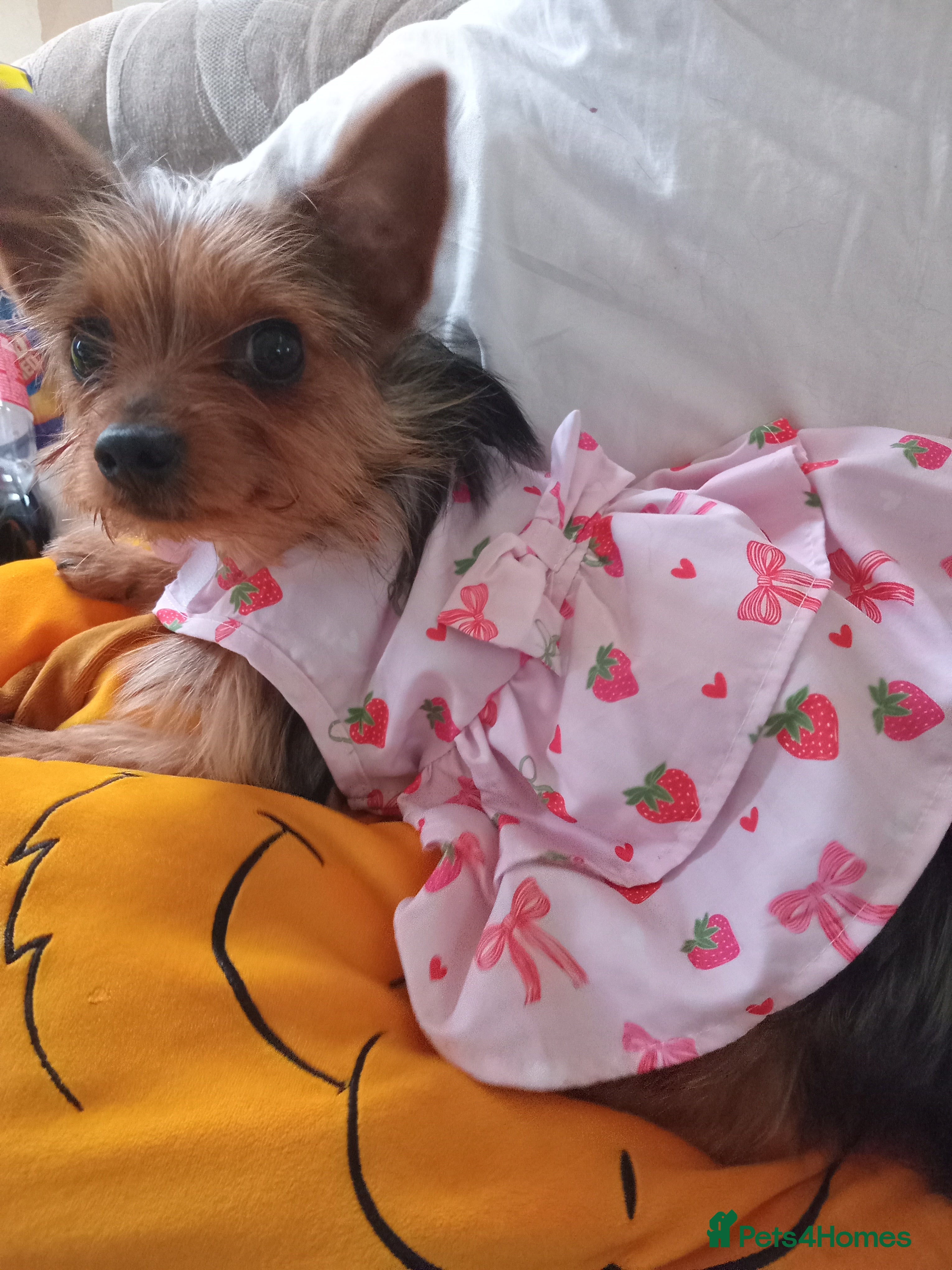 Chorkie dogs Beautiful cholkie girl  in Peterborough - Advert 2