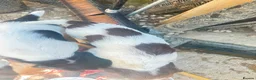 English Springer Spaniel dogs for sale: exceptionally well bred L&W / B&W springer puppies - Advert 7