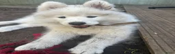 Samoyed dogs for sale: One Beautiful female Samoyed  - Advert 2