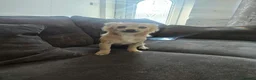 Chihuahua dogs for sale: Chihuahua in Mansfield - Advert 3