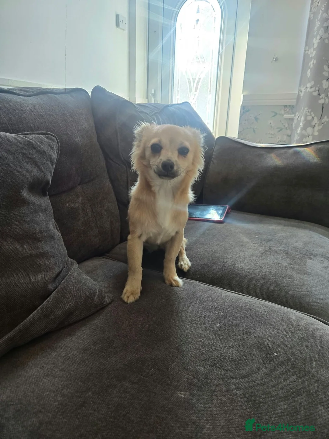 Chihuahua dogs for sale: Chihuahua in Mansfield - Advert 3
