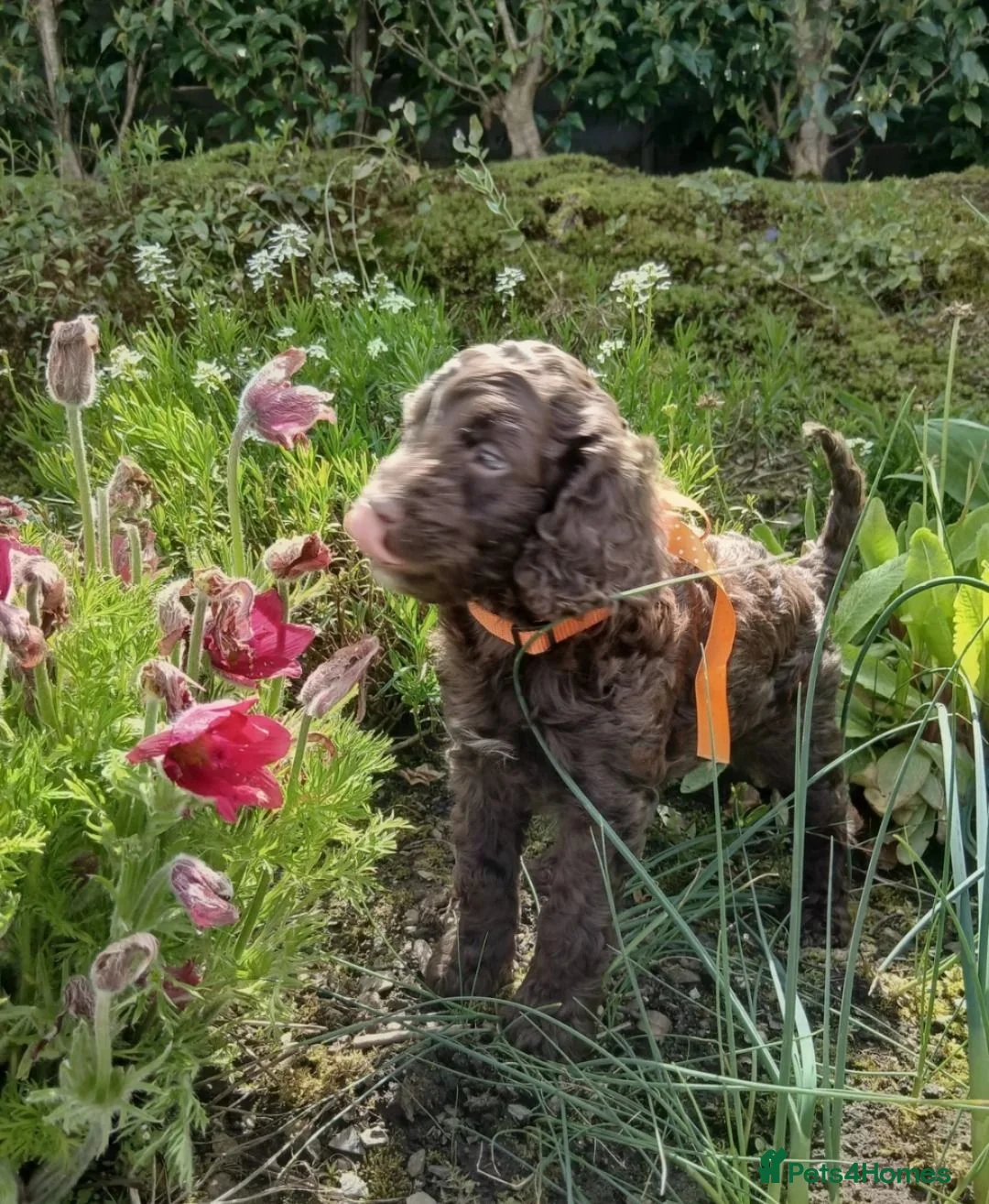 Cockapoo dogs for sale: Adorable Cockapoo Puppies Looking for Loving Homes in Faversham - Advert 10
