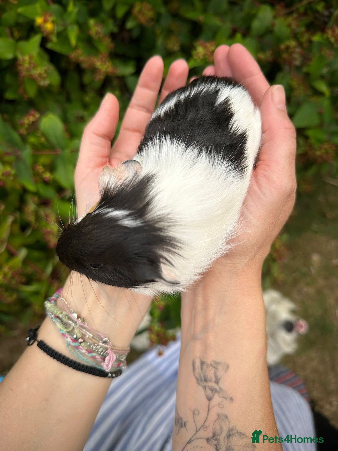 Guinea Pig rodents for sale: Two boy guinea pigs  - Image 6