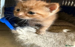 Mixed Breed cats for sale: Gorgeous Part BSH kittens ready to go now - Image 28