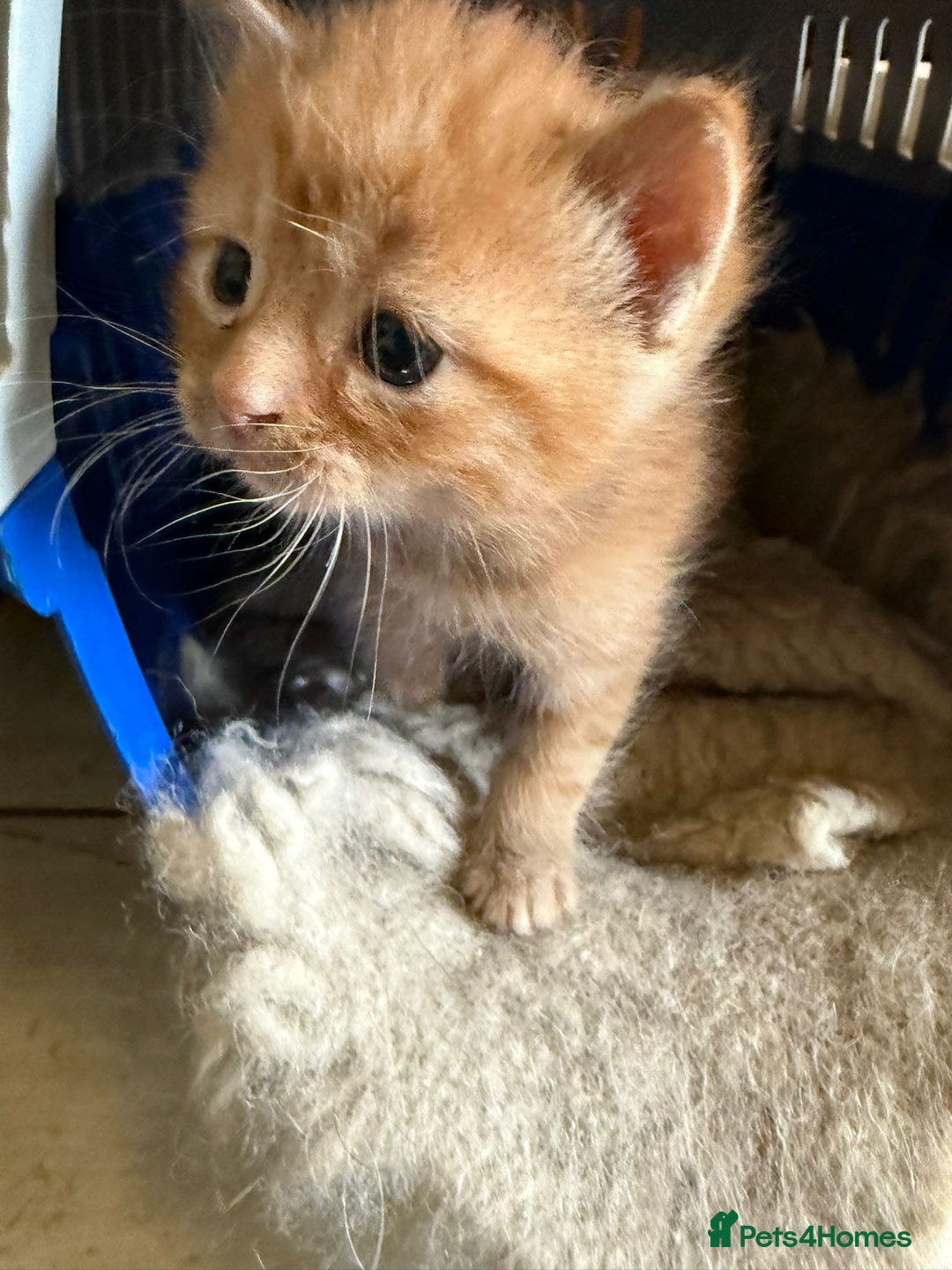 Mixed Breed cats for sale: Gorgeous Part BSH kittens ready to go now - Image 28