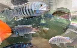 Cichlids fish for sale: Malawi Cichlids  - Image 4