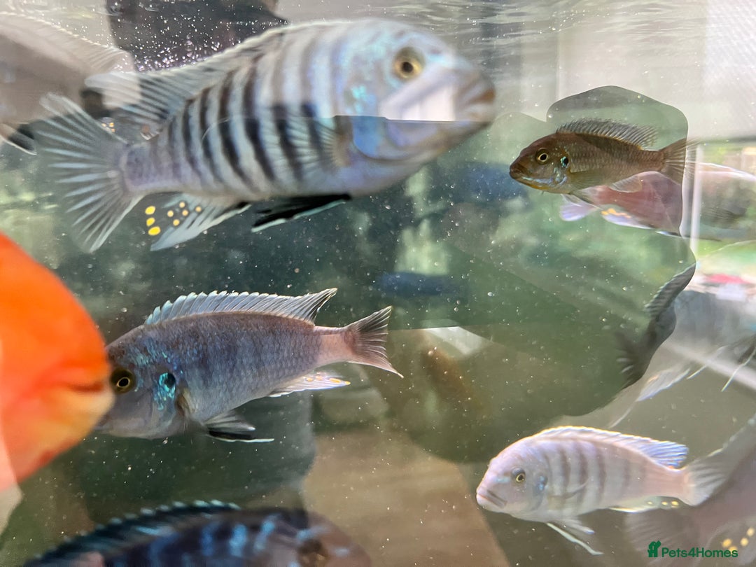 Cichlids fish for sale: Malawi Cichlids  - Image 4