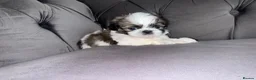 Shih Tzu dogs for sale: Standard Shih Tzu puppies  - Advert 22