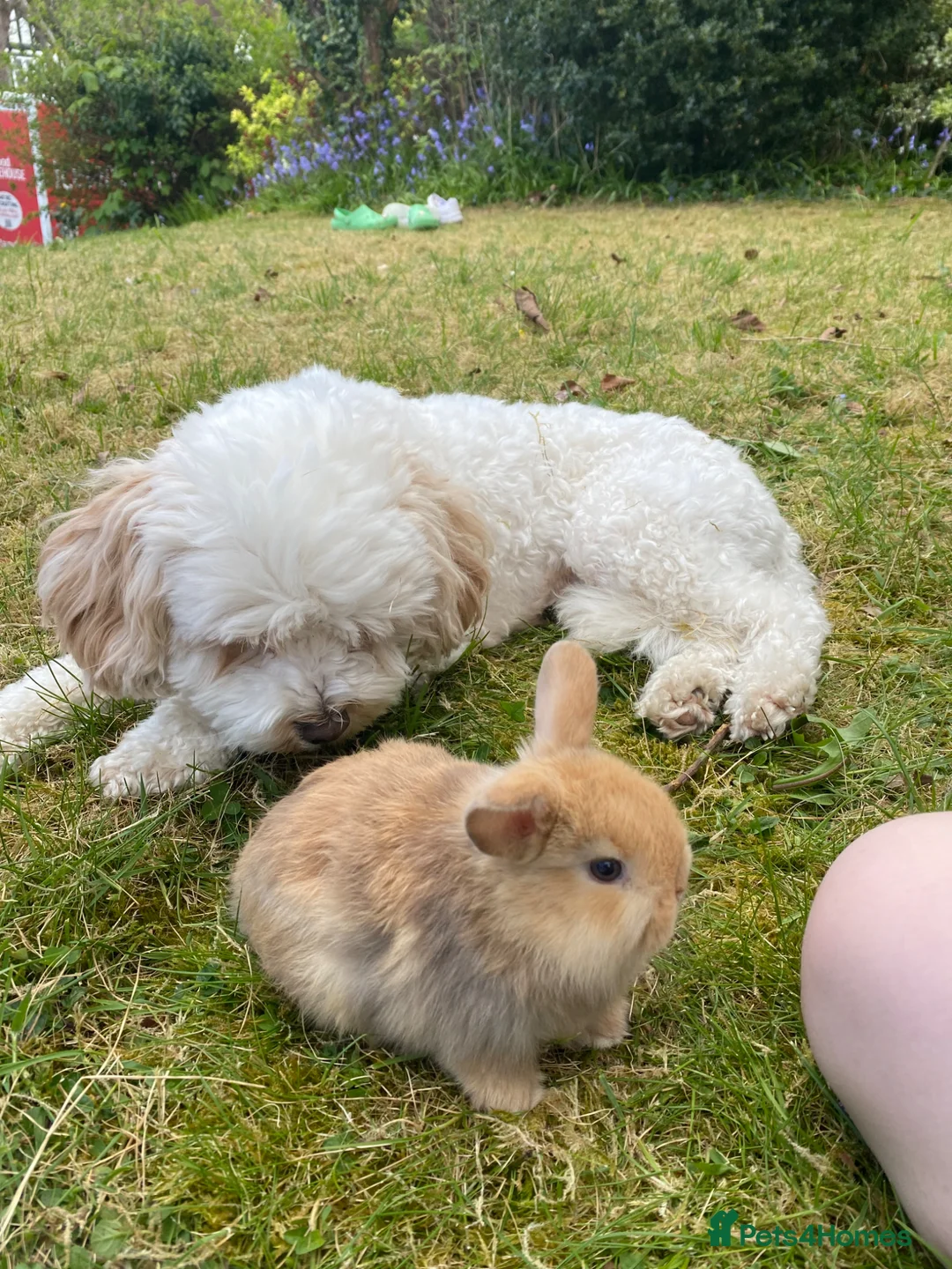 Mini Lop rabbits for sale: Beautiful mini-lop baby rabbits - Advert 2