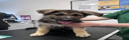 German Shepherd dogs for sale: READY NOW! Gorgeous long & med coat GSD Puppies  - Advert 2