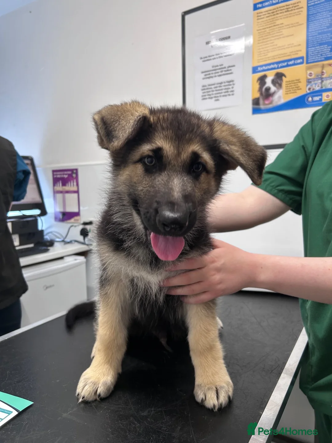 German Shepherd dogs for sale: READY NOW! Gorgeous long & med coat GSD Puppies  - Advert 2