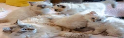 Ragdoll cats for sale: Adorable, Purebred GCCF Registered Ragdoll Kittens in London - Advert 14