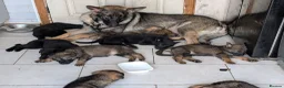 German Shepherd dogs for sale: Stunning Pure breed German shepherd  - Advert 2