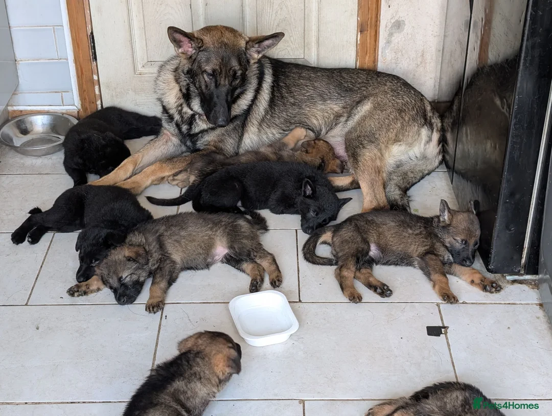 German Shepherd dogs for sale: Stunning Pure breed German shepherd  - Advert 2