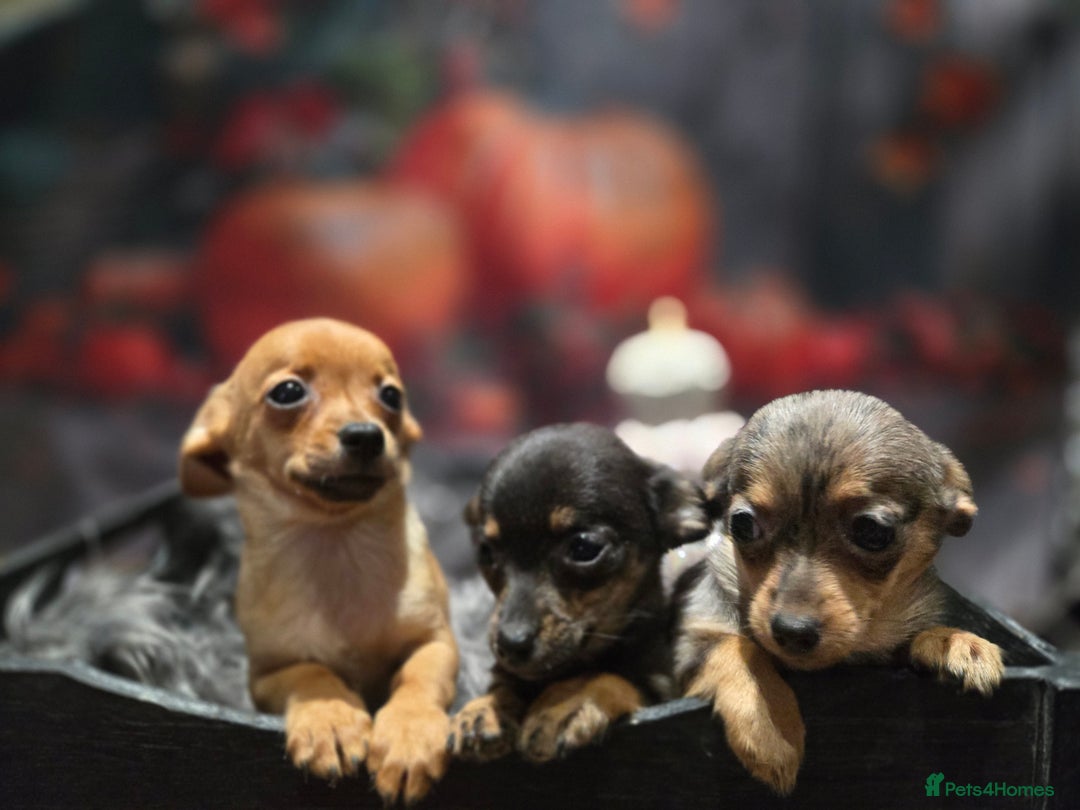 Mixed Breed dogs for sale: Pomweenies 💕💕 - Image 25
