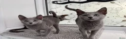 Russian Blue cats for sale: Very loving Russian Blue kittens - Advert 3
