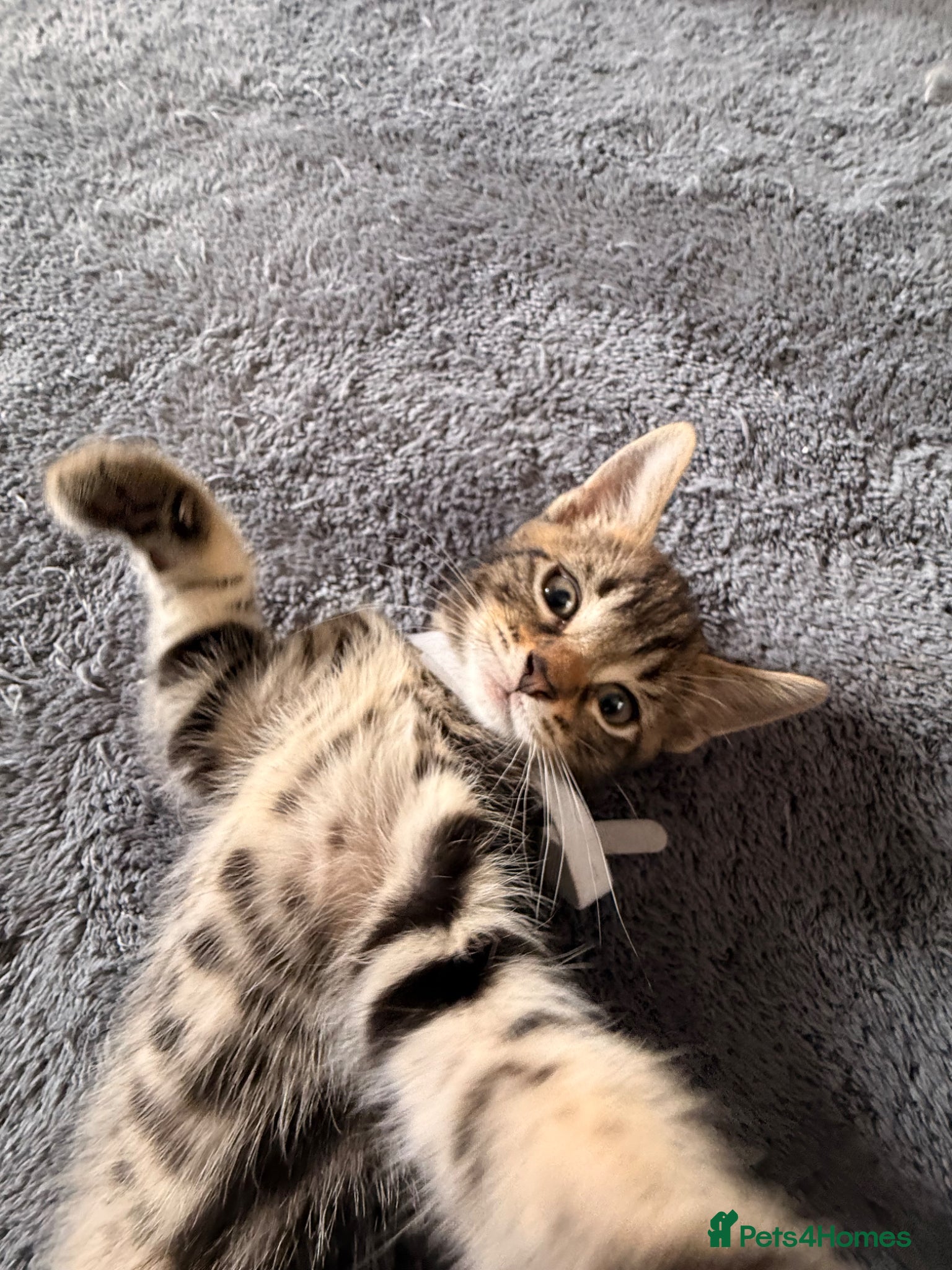 Mixed Breed cats Reduced! Ready now!  7 beautiful kittens  - Advert 1